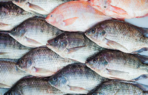 Enhancing Seafood Quality